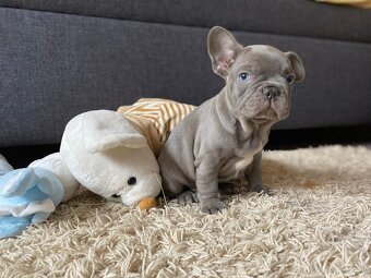 Francúzsky buldoček - 3
