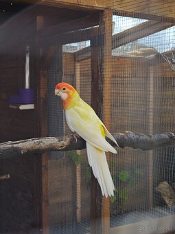 Rozela penant orange-albino - 3