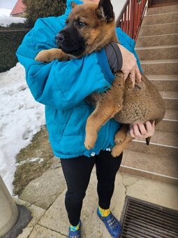 Nemecký ovčiak - 3