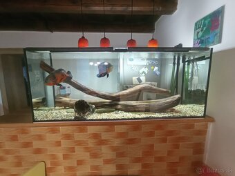 Akvarium - 3