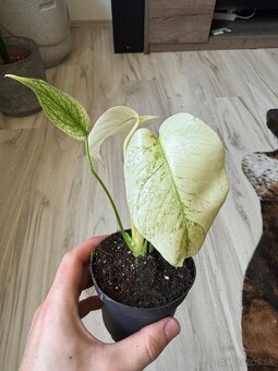 Monstera Deliciosa Mint Large form - 3