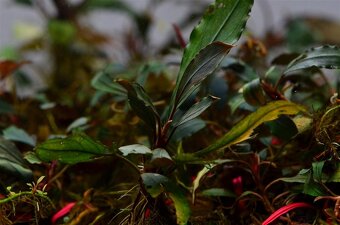 Bucephalandra Ulysses - 3