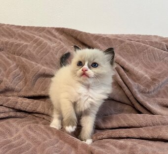 Ragdoll mačiatka - 3
