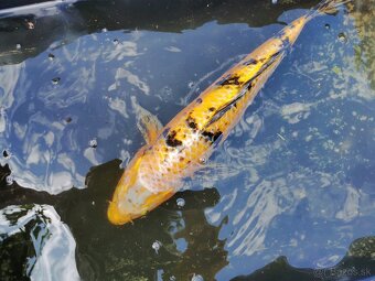 Koi - 3