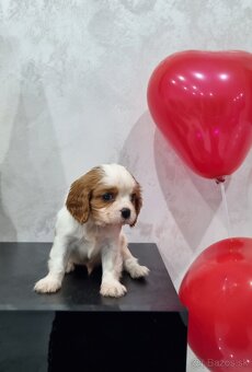 Cavalier king charles spaniel - 3