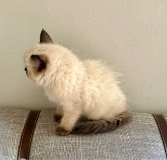 Ragdoll - 3