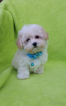 Maltipoo mini - 3