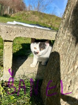 Ďarujem mačiatka - 3