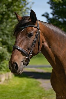 Lusitano klisna 8 let - 3