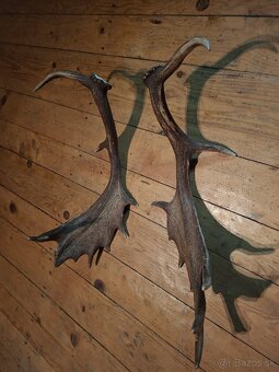 Danielie zhody.parohy.parozie.paroh - 3