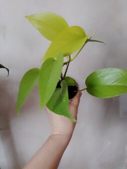 Epipremnum neon - 3
