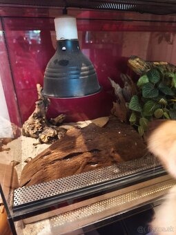 Terarium 100x40x40 +Agama bradatá - 3