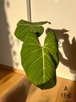 Philodendron Gloriosum odrezky - 3