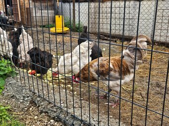 Ameraucana - 3