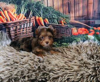 Yorkshire terrier - 3