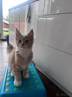 mačiatko s PP mainska myvalia/ maine coon - 3