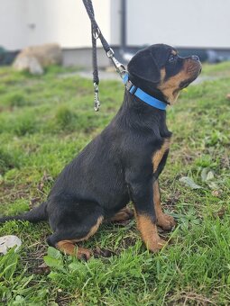šteniatka rotvajlera - 3