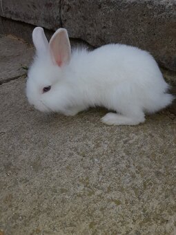 Zakrsle zajaciky - 3