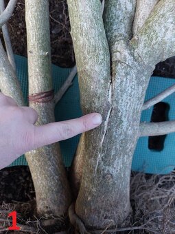 Rastliny na bonsaj, bonsai - IBIŠTEK SÝRSKY_1 - 3