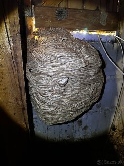 DERATIZÁCIA, DEZINFEKCIA, DEZINSEKCIA - 3