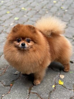 Pomeranian s PP ( FCI) - - 3