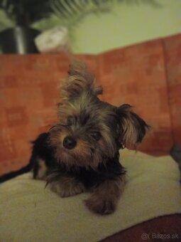 Predám Yorkshire teriér - 3