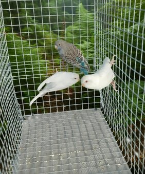 BLACKFACE andulky - 3