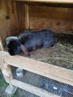 Francúzsky baran - 3