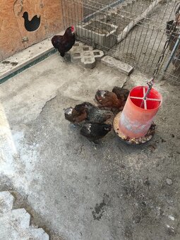 araucana,araukana ,arakuana vajička nasadove ,kuriatka - 3