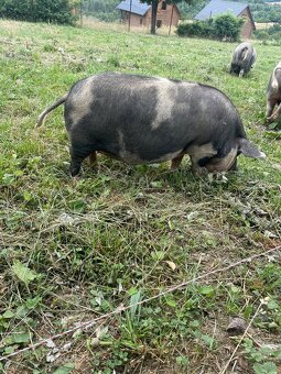 Kune Kune - 3