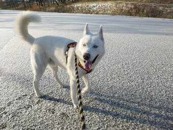 Sibírsky Husky na krytie - 3