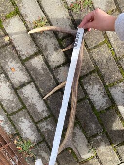 Jelenie zhody/parohy 55cm - 3