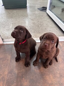 Labrador - 3