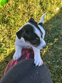 Jack Russel teriér - 3