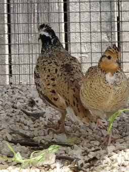 Prepelica viržinská - zlatá - prírodná - 3