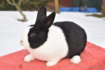 Predam Holandsky - 3