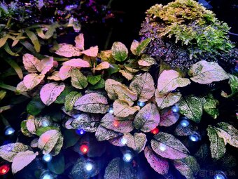 Akvarijne rastlinky - 3