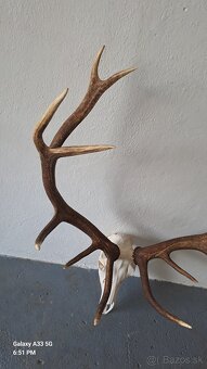 Trofej,parohy - 3