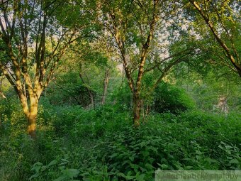 Lesnatý pozemok s pozostatkami pôvodného domu v malebnej d - 3