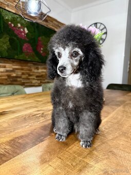 pudel,pudlík,pudlíček - 3