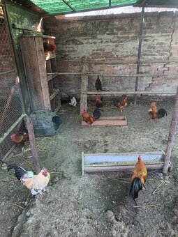 Predám Liliputky - 3