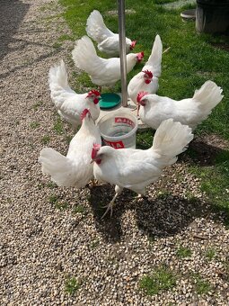 Leghorn-násadbové vajíčka - 3