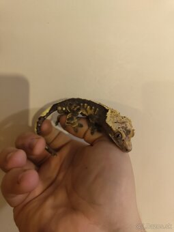 Pagekon riasnaty - 3