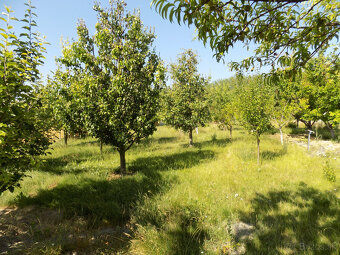 Na predaj dom s ovocným sadom 4401m2 -Veľké Kosihy. - 3