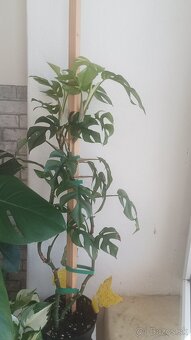Rhaphidophora tetrasperma (Monstera Minima) - 3