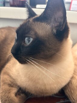 Siamsky kocur-krytie - 3