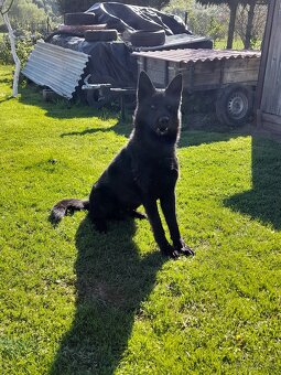 Ponuka krytia nemecky ovciak - 3