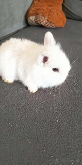Zakrslý zajačik - 3