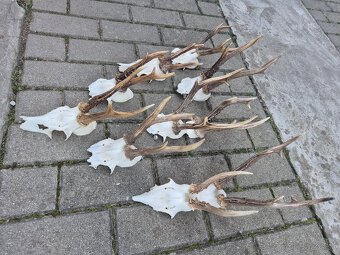 Trofej trofeje paroh parohy parozie zhody - 3