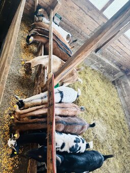 Podielové anglonubijské kozy - 3